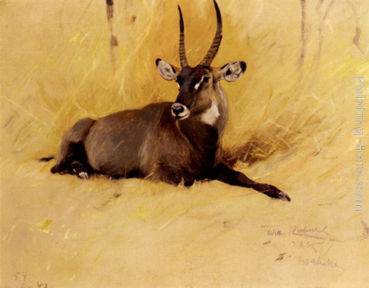A Common Waterbuck painting - Wilhelm Kuhnert A Common Waterbuck art painting